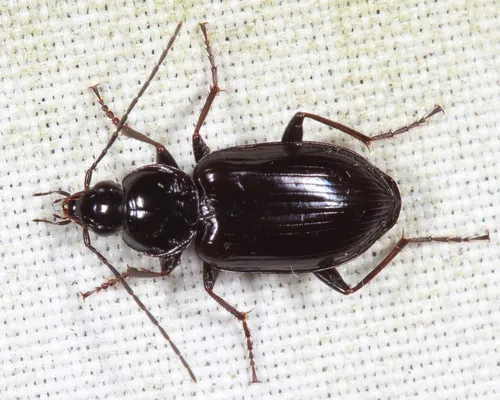Agonum moerens