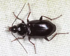 Agonum moerens thumbnail 1