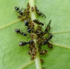 Smoky Poplar Aphid thumbnail 2