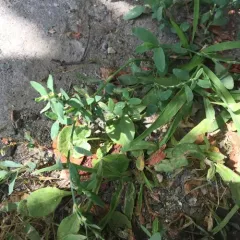 Prostrate Knotweed thumbnail 1