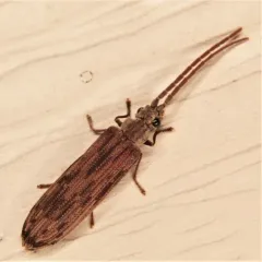 Eastern Ashen Reticulated Beetle thumbnail 3