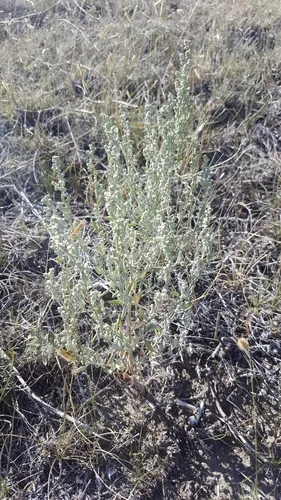 Aridland Goosefoot