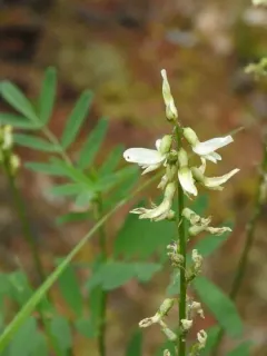 Williams' Milkvetch thumbnail 3