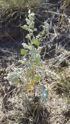 Watson's Goosefoot thumbnail 1