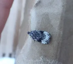 Sallow Apotomis Moth thumbnail 3