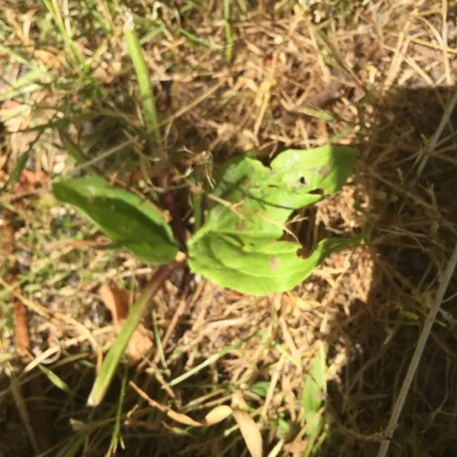 American plantain