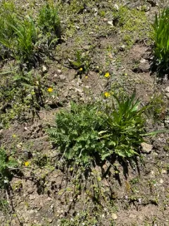 Brewer's cinquefoil thumbnail 3