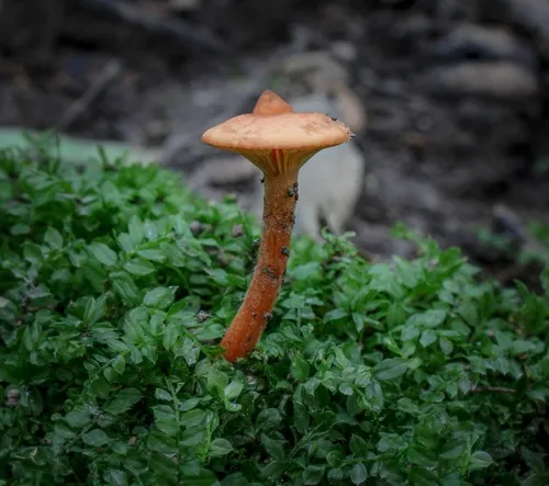 Lactarius subserifluus