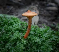 Lactarius subserifluus thumbnail 1
