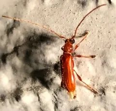 Red Longhorned Beetle thumbnail 3