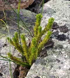 mountain firmoss thumbnail 4