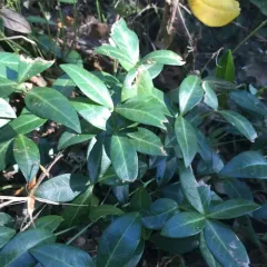 lesser periwinkle thumbnail 3