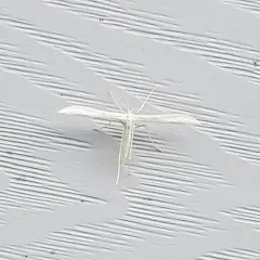 Plain Plume Moth thumbnail 4