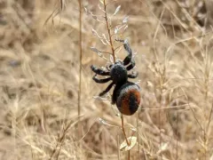 Desert Red Jumping Spider thumbnail 2