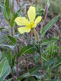 tall evening primrose thumbnail 2