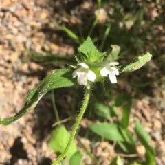 Bifid Hemp-nettle thumbnail 2