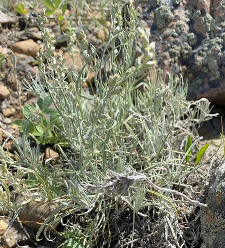 Longleaf Wormwood