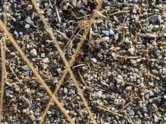 Clypeadon laticinctus thumbnail 1