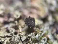 Lichenoconium pyxidatae thumbnail 2