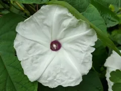 wild potato vine thumbnail 4
