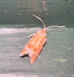 European Pine Shoot Moth thumbnail 4