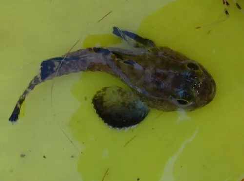 Blackfin Sculpin