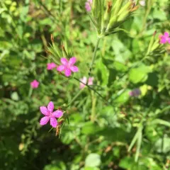 Deptford pink thumbnail 4