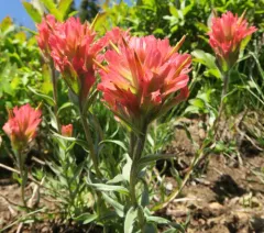 Elmer's Paintbrush thumbnail 2