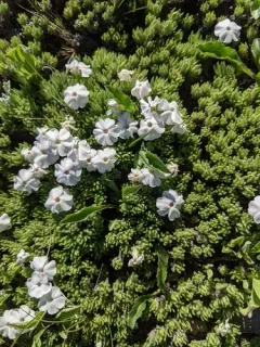 Henderson's Phlox thumbnail 2