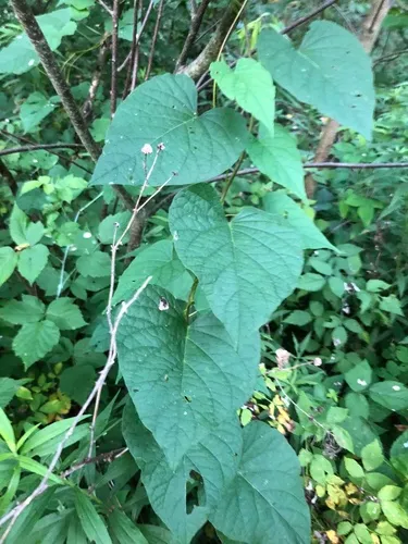 wild potato vine