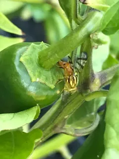 Pepper Maggot thumbnail 1