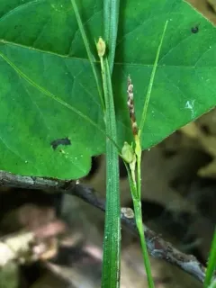 Eastern Few-fruit Sedge thumbnail 2
