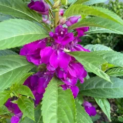 Garden balsam thumbnail 2