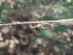 Mangora spiculata thumbnail 2