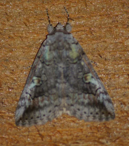 Similar Underwing