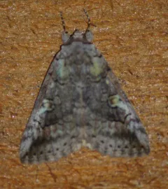Similar Underwing thumbnail 1