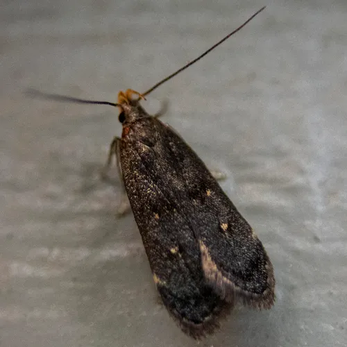 Orange-dotted Dichomeris Moth