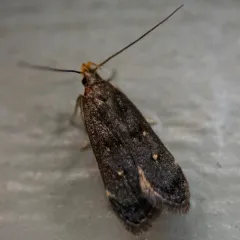 Orange-dotted Dichomeris Moth thumbnail 1