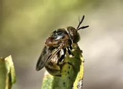 Globular Ant Fly thumbnail 1
