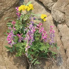 Alpine Sweet-vetch thumbnail 4