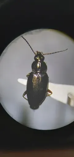 Bembidion obliquulum thumbnail 2