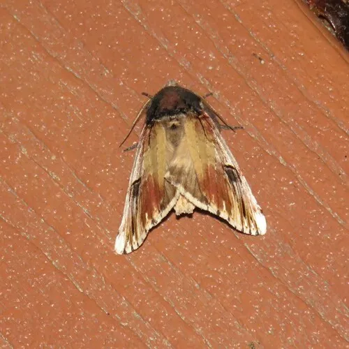 Chestnut Schizura Moth