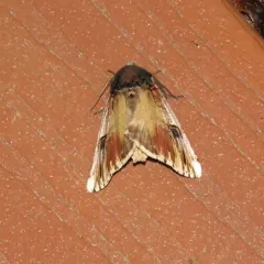Chestnut Schizura Moth thumbnail 1