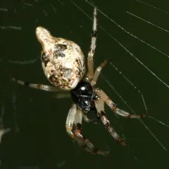Humped Trashline Orbweaver thumbnail 3