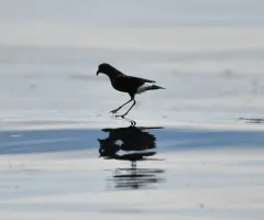 Wilson's Storm-Petrel thumbnail 3