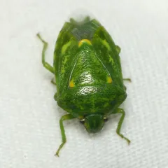 Juniper Stink Bug thumbnail 2