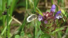 Systoechus candidulus thumbnail 3