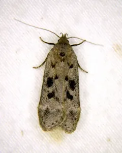 Dark-headed Aspen Leafroller Moth thumbnail 3