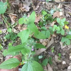 Wild Basil thumbnail 2