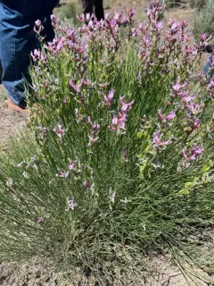 Toano Milkvetch thumbnail 1